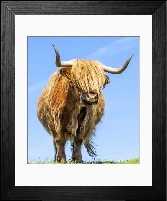 Framed Print : A highland cow in Lewis, Scotland Framed Print : A highland cow in Lewis, Scotland