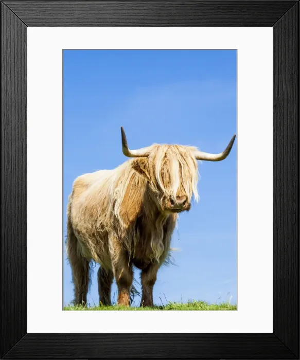 Framed Print : A highland cow in Lewis, Scotland Framed Print : A highland cow in Lewis, Scotland