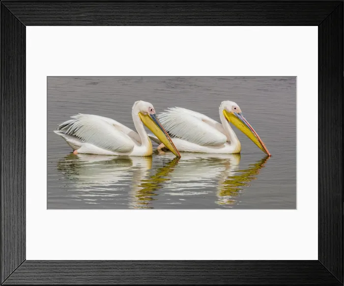 Framed Print : White pelicans at Walvis Bay, Namibia