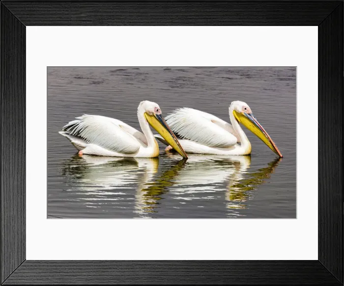 Framed Print : White pelicans at Walvis Bay, Namibia