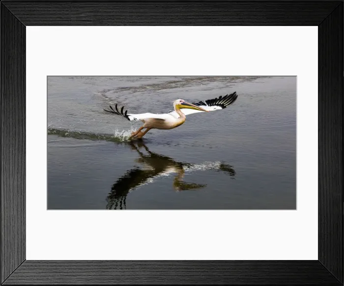 Framed Print : A white pelican taking off at Walvis Bay, Namibia