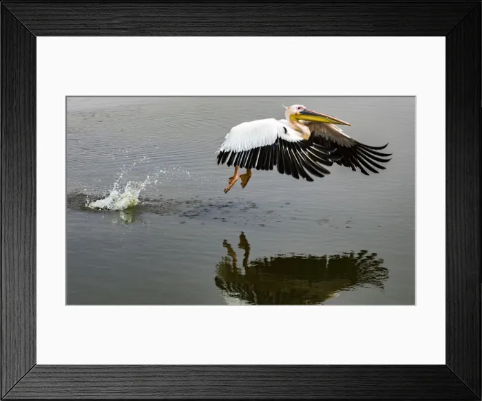 Framed Print : A white pelican taking off at Walvis Bay, Namibia