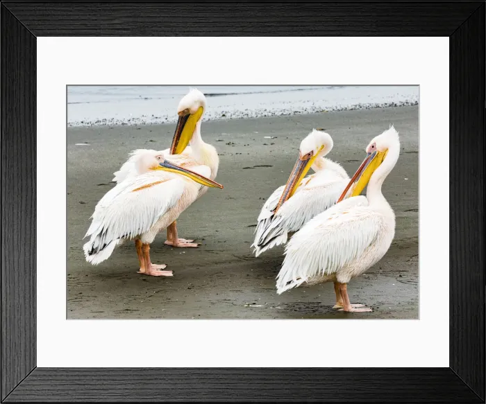 Framed Print : White pelicans at Walvis Bay, Namibia