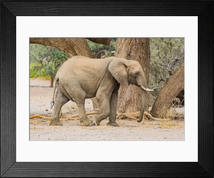Framed Print : A desert elephant in Damaraland, Namibia Framed Print : A desert elephant in Damaraland, Namibia