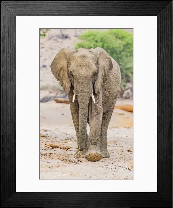 Framed Print : A desert elephant in Damaraland, Namibia