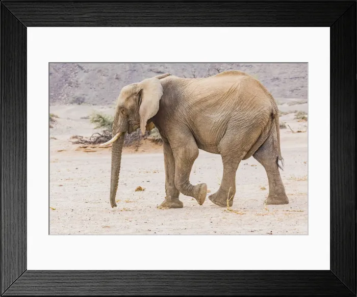 Framed Print : A desert elephant in Damaraland, Namibia