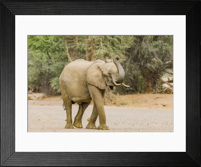 Framed Print : A desert elephant in Damaraland, Namibia