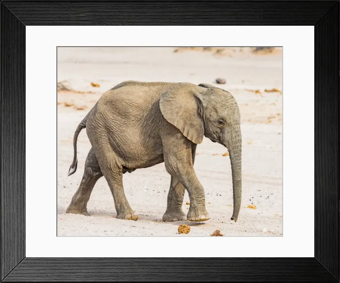 Framed Print : A baby desert elephant in Damaraland, Namibia