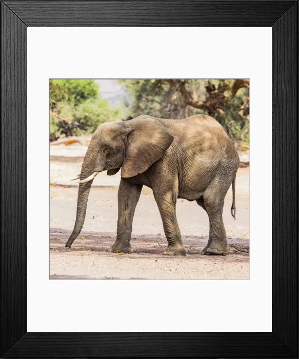 Framed Print : A desert elephant in Damaraland, Namibia