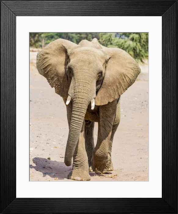 Framed Print : A desert elephant in Damaraland, Namibia Framed Print : A desert elephant in Damaraland, Namibia