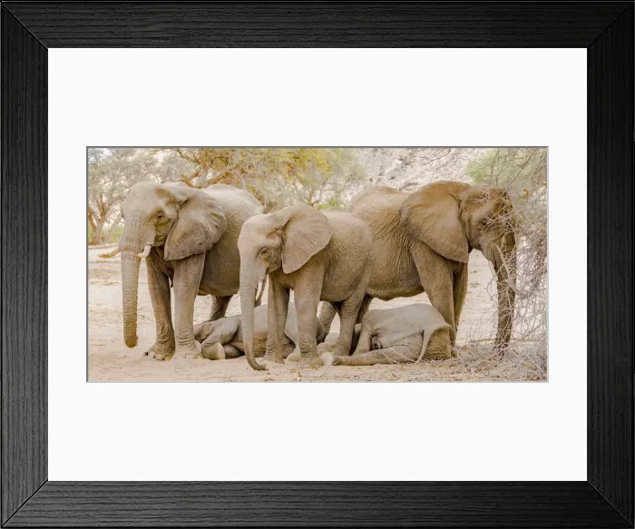 Framed Print : A group of desert elephants in Damaraland, Namibia