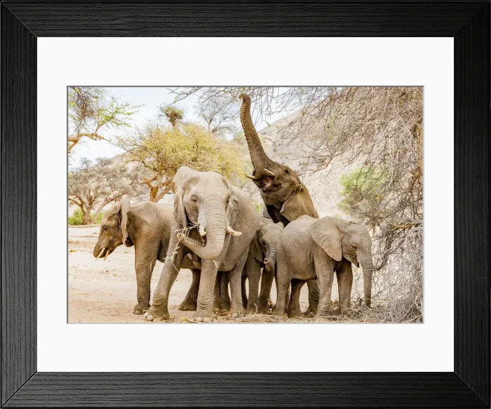 Framed Print : A group of desert elephants in Damaraland, Namibia Framed Print : A group of desert elephants in Damaraland, Namibia
