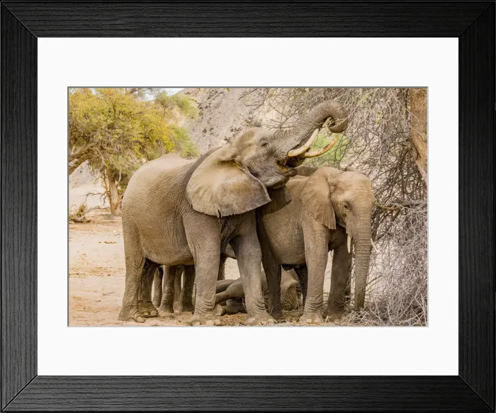 Framed Print : A group of desert elephants in Damaraland, Namibia