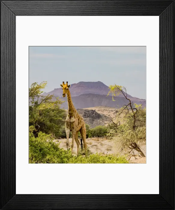 Framed Print : A giraffe in Damaraland, Namibia Framed Print : A giraffe in Damaraland, Namibia