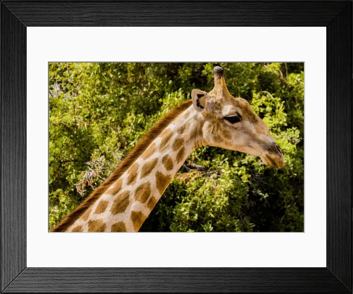 Framed Print : A giraffe in Damaraland, Namibia Framed Print : A giraffe in Damaraland, Namibia