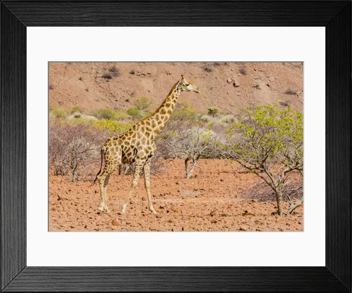 Framed Print : A giraffe in Damaraland, Namibia Framed Print : A giraffe in Damaraland, Namibia