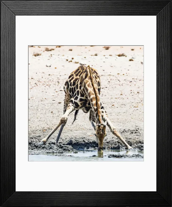 Framed Print : A giraffe in Etosha National Park, Namibia