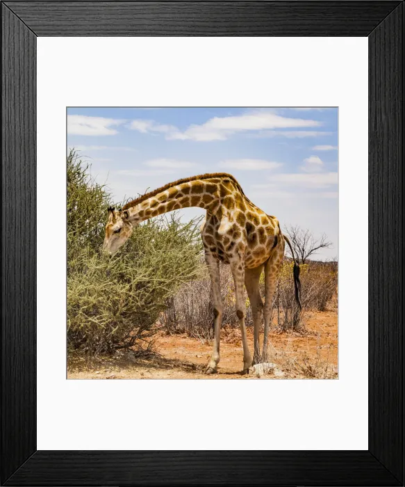 Framed Print : A giraffe in Etosha National Park, Namibia