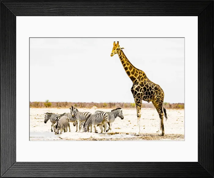 Framed Print : A giraffe and a group of zebras in Etosha National Park, Namibia