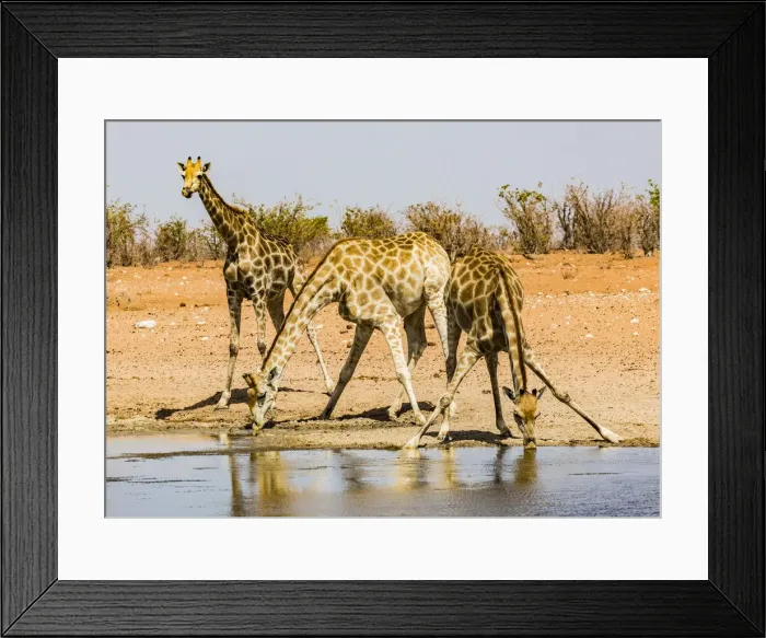 Framed Print : Three giraffes in Etosha National Park, Namibia