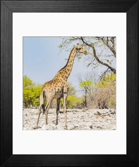 Framed Print : A giraffe in Etosha National Park, Namibia