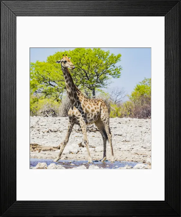 Framed Print : A giraffe in Etosha National Park, Namibia