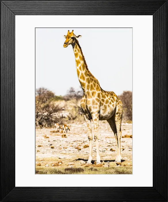 Framed Print : A giraffe in Etosha National Park, Namibia