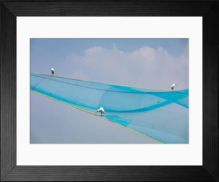 Framed Print : Egrets in a fishing net at Fort Kochi in Kerala, India