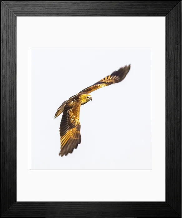 Framed Print : A brahminy kite in the Kerala backwaters in Kerala, India