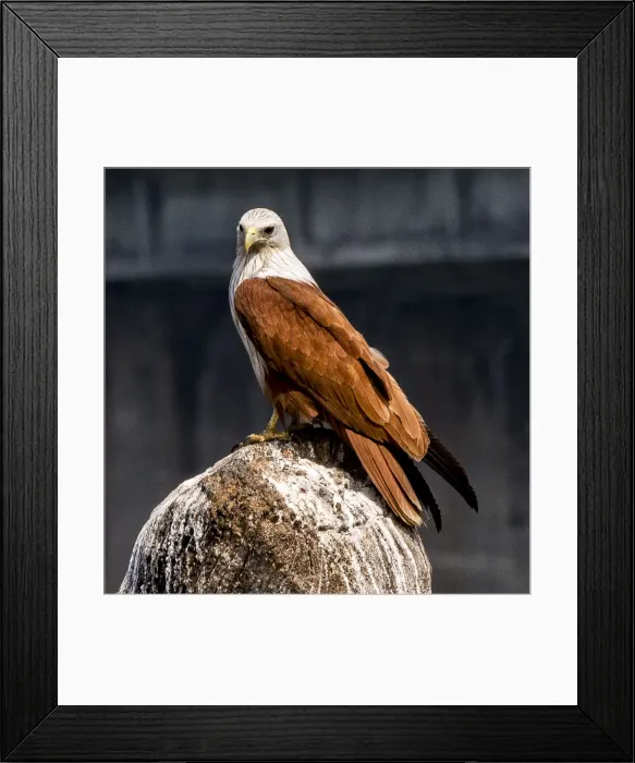 Framed Print : A brahminy kite at Kollam in Kerala, India