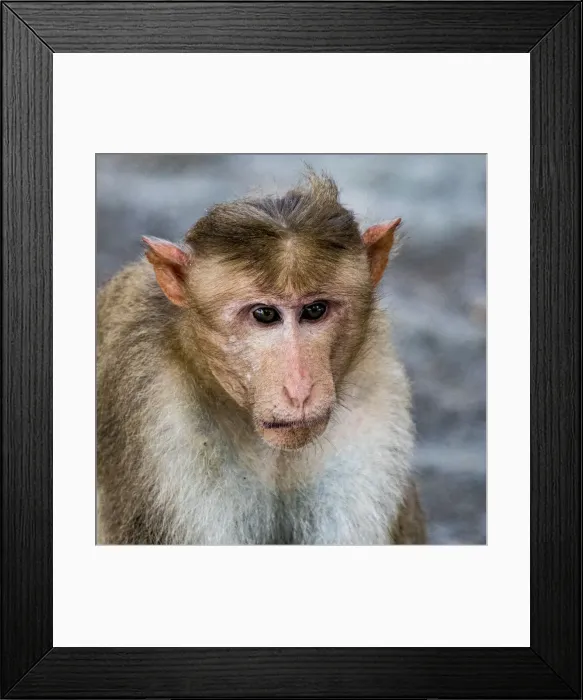 Framed Print : A bonnet macaque in the Vedantangal Bird Sanctuary in Tamil Nadu, India Framed Print : A bonnet macaque in the Vedantangal Bird Sanctuary in Tamil Nadu, India