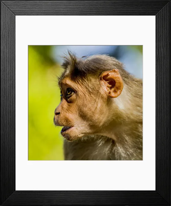 Framed Print : A bonnet macaque near Udagamandalam (Ooty) in Tamil Nadu, India