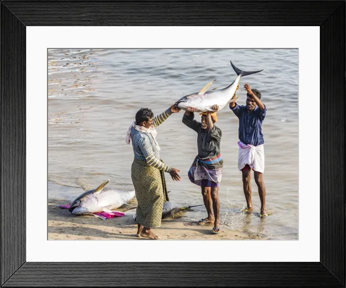 Framed Print : The beach at Vizhinjam near Kovalam where the fishing boats land their catches. This is in Kerala, India