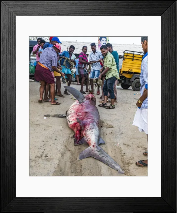 Framed Print : The beach at Vizhinjam near Kovalam where the fishing boats land their catches. This is in Kerala, India