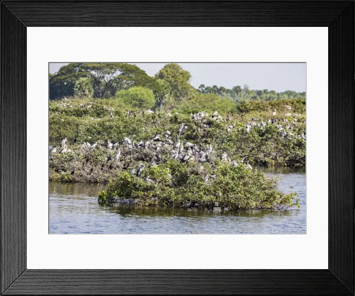 Framed Print : Egrets resting in the trees at the Vedantangal Bird Sanctuary in Tamil Nadu, India Framed Print : Egrets resting in the trees at the Vedantangal Bird Sanctuary in Tamil Nadu, India