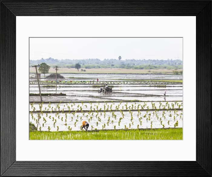 Framed Print : Planting rice in a paddy field near Kunnavakkam in Tamil Nadu, India