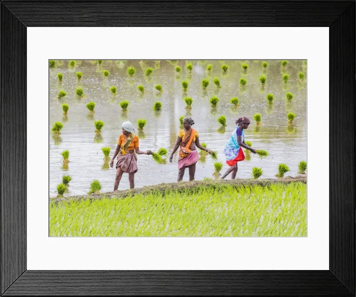 Framed Print : Planting rice in a paddy field near Kunnavakkam in Tamil Nadu, India