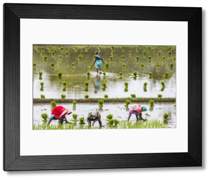 Framed Print : Planting rice in a paddy field near Kunnavakkam in Tamil Nadu, India