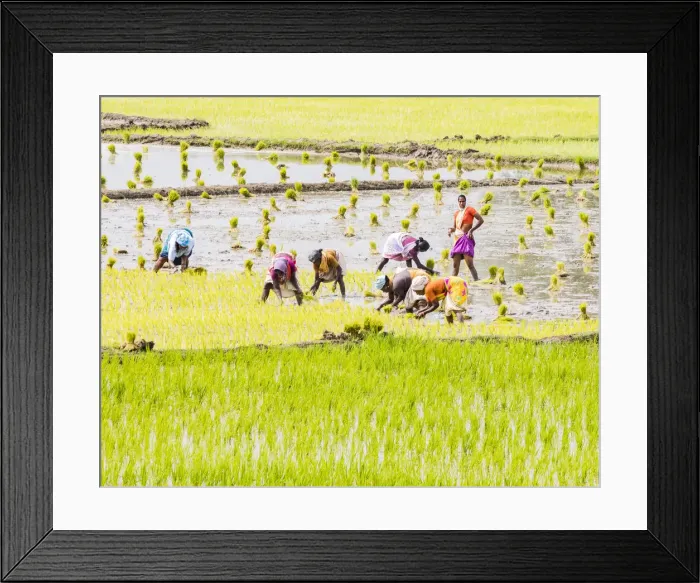 Framed Print : Planting rice in a paddy field near Kunnavakkam in Tamil Nadu, India