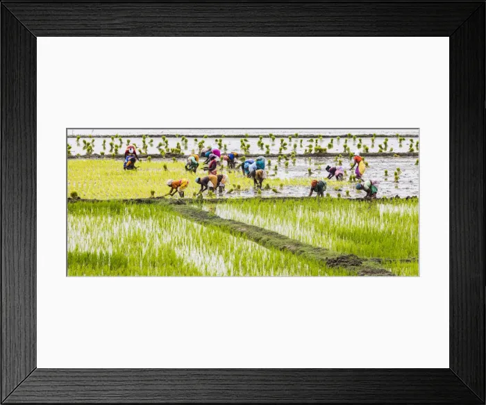 Framed Print : Planting rice in a paddy field near Kunnavakkam in Tamil Nadu, India