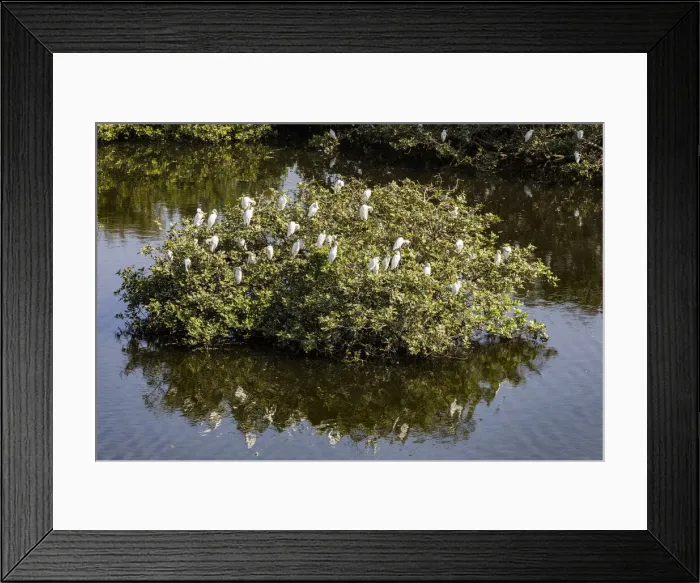 Framed Print : Egrets resting in the trees at the Vedantangal Bird Sanctuary in Tamil Nadu, India Framed Print : Egrets resting in the trees at the Vedantangal Bird Sanctuary in Tamil Nadu, India