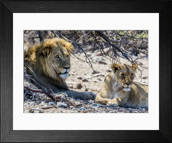 Framed Print : A lion and lioness in Etosha National Park, Namibia