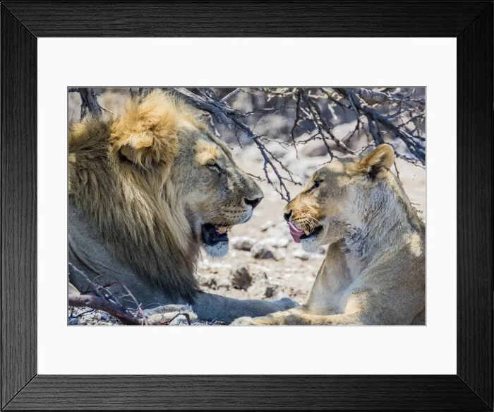 Framed Print : A lion and lioness in Etosha National Park, Namibia Framed Print : A lion and lioness in Etosha National Park, Namibia
