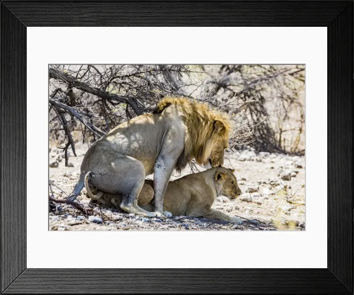 Framed Print : A lion and lioness mating in Etosha National Park, Namibia Framed Print : A lion and lioness mating in Etosha National Park, Namibia