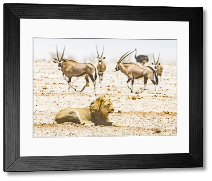 Framed Print : A lion and some gemsboks in a dust storm in Etosha National Park, Namibia Framed Print : A lion and some gemsboks in a dust storm in Etosha National Park, Namibia