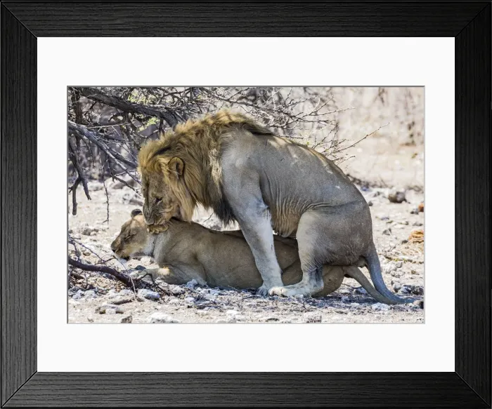 Framed Print : A lion and lioness mating in Etosha National Park, Namibia Framed Print : A lion and lioness mating in Etosha National Park, Namibia