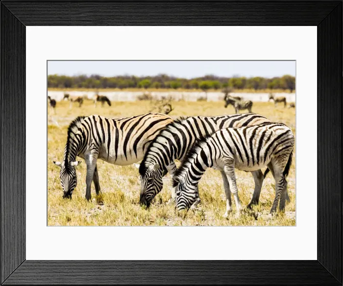 Framed Print : Zebras in Etosha National Park, Namibia