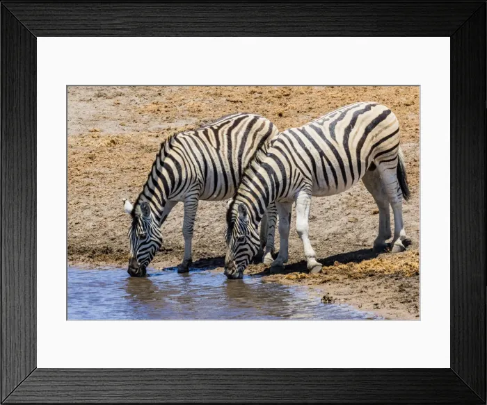 Framed Print : Zebras at a waterhole in Etosha National Park, Namibia Framed Print : Zebras at a waterhole in Etosha National Park, Namibia