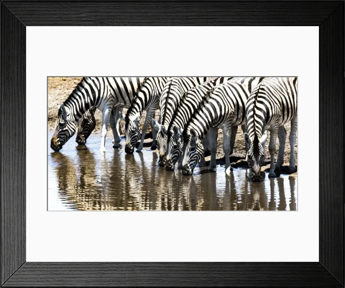 Framed Print : Zebras at a waterhole in Etosha National Park, Namibia Framed Print : Zebras at a waterhole in Etosha National Park, Namibia