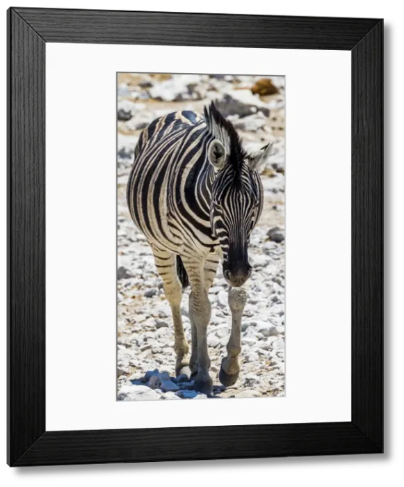 Framed Print : A zebra in Etosha National Park, Namibia